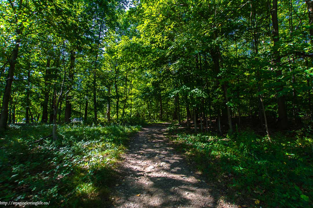 trail inside a forest